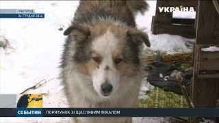 Дві руді дворняги із Закарпаття стали світовими знаменитостями Дві руді дворняги із Закарпаття стали світовими знаменитостями