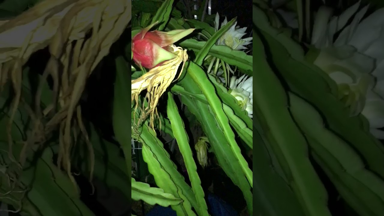 How to pollinate dragon fruit YouTube