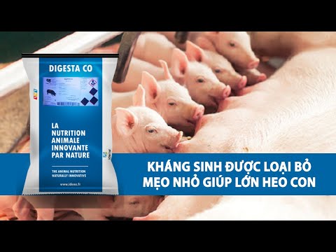 Video: Độc Tính Kháng Sinh ở Lợn Guinea