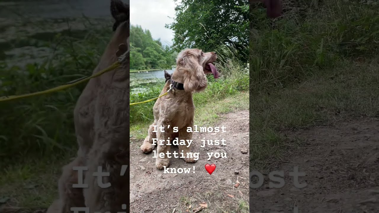 It S Almost Friday Cute Dog Puppy Fyp Awesome