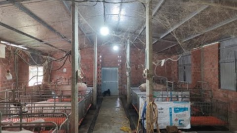 Cách Diệt Muỗi Cho Trại Heo Tốt Nhất