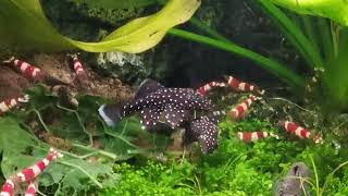Peppermint Bristlenose Catfish fighting | Crystal Red Shrimp (CRS) planted aquarium by Finchesca 325 views 3 months ago 1 minute, 3 seconds