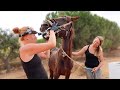 No one has ever taken good care of this horse before... | Algarve Horse Alarm #5