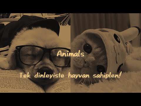 “𝐀𝐍İ𝐌𝐀𝐋𝐒” Tek Dinleyişte Evcil Hayvan Sahiplen ✔︎ Çok Güçlü Subliminal