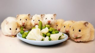 Cutest Baby Hamsters That Will Make You Go Aww - YouTube