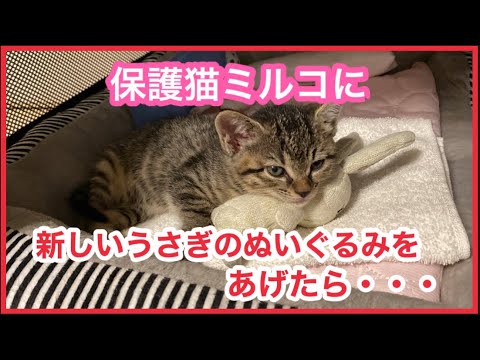 【保護猫】子猫にウサギのぬいぐるみをあげたら・・・#保護猫 #保護子猫#kitten