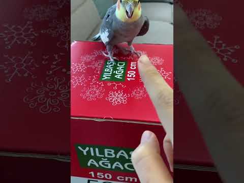 Video: 2 Günden Az Bir Parakeet Nasıl Parmak Verilir