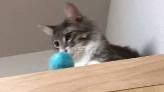 キャッチする猫 ノルウェージャンフォレストキャット Cat to catch. Norwegian Forest Cat.