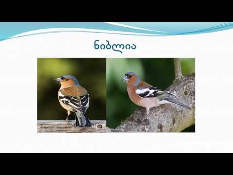 საქართველოში გავრცელებული ჩიტები