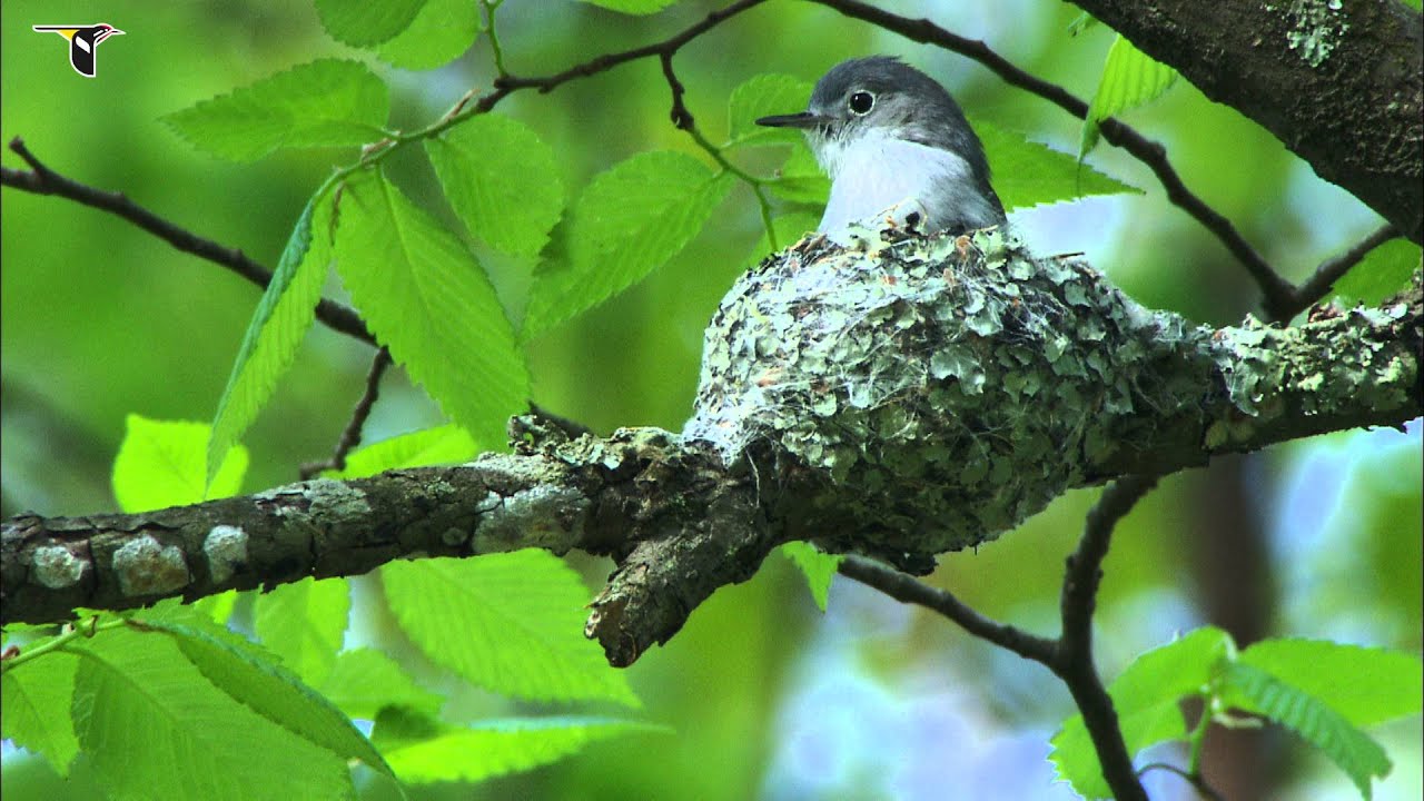 A Blue-gray Gnatcatcher tends its nest in Arkansas 