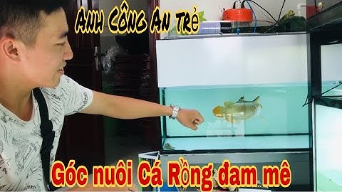 Góc nuôi cá rồng đam mê của A Chàng Công An trẻ- Thái Salem vê lốc