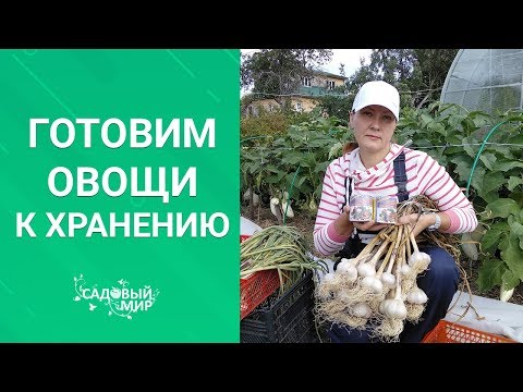 Видео: Как долго хранится неочищенный лук?