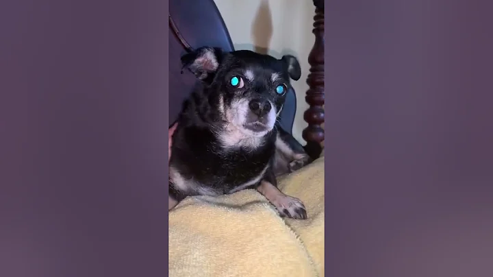 Little Roxie needs help