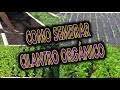 Como Sembrar Cilantro Orgánico