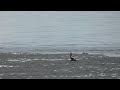 Spectacled Eider, Somateria fischeri, Brileider, Texel, NH, the Netherlands, 8 Oct 2025 (3/4)