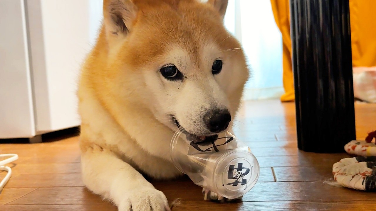 shibaさま＊確認ページです Shibe happily takes into his mouth the very thing it is absolutely