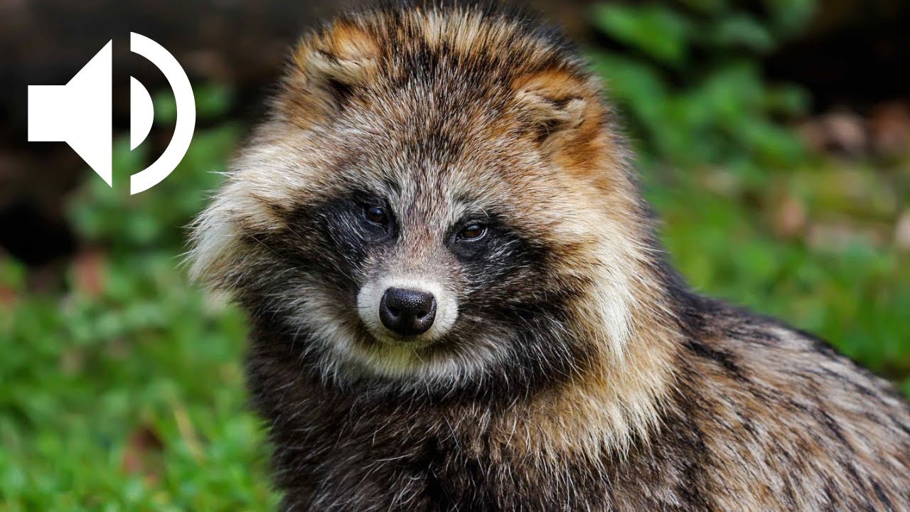 Chien viverrin : un mammifère entre chien et raton laveur 🦝🐕 | Racoon ...