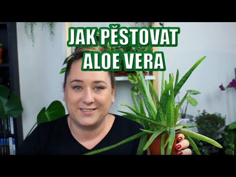 Video: Ako sa starať o aloe? Aloe doma. Aloe: ako pestovať