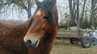 🔥Орлик Гордый Конь🐎