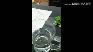 Eksperimen air daun kelor betadine gelas apa yg terjadi ayok liat vidio nya