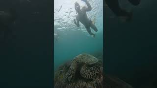 Гили траванган мено эир ломбок бали черепахи статуи под водой