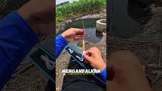 Dapat Bocoran dari Bibi, Parit Kecil Ini Ternyata Sarang Ikan Monster! #short
