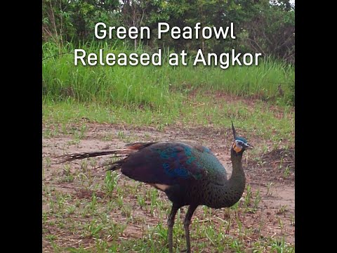 Green Peafowl Released at Angkor