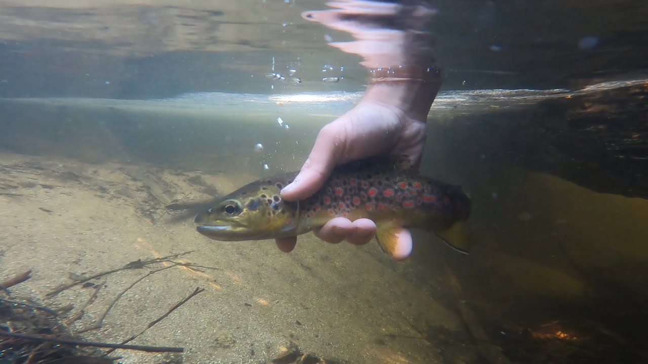 Catching Gippsland’s Wicked Looking Trout YouTube