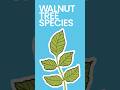 Walnut Tree Species Explained #shorts