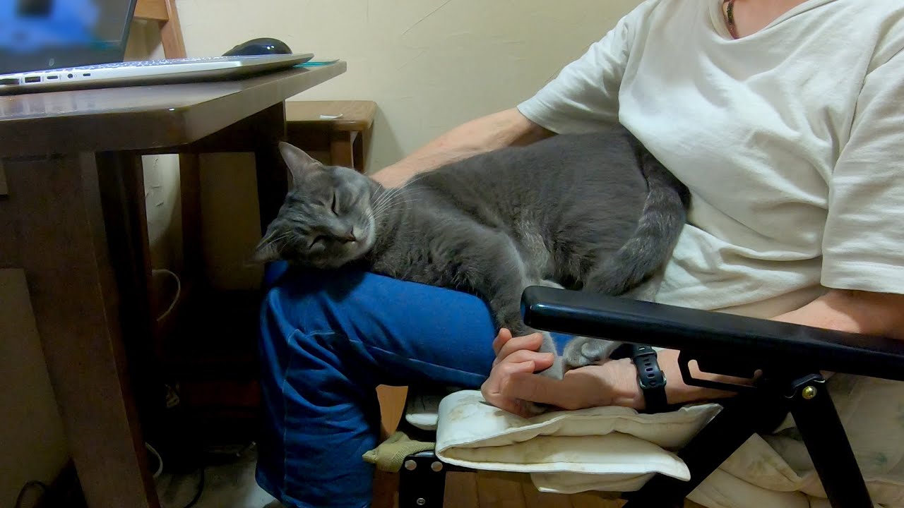 猫はなさん A slow and happy day for the cuddly cat Hana and Grandma. - YouTube