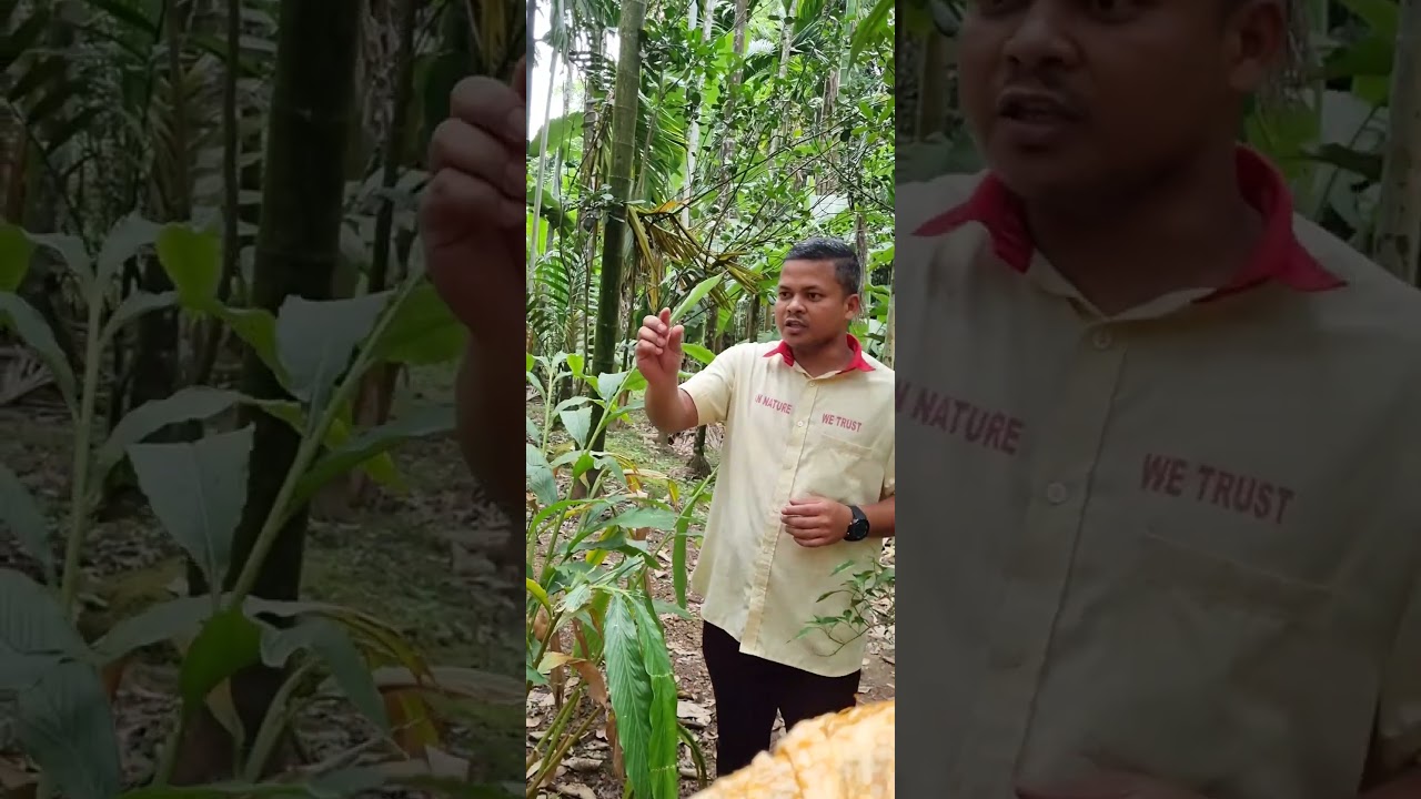 GOA Spice Garden Part 6 - how to find Authentic Cardamom \ Elaichi