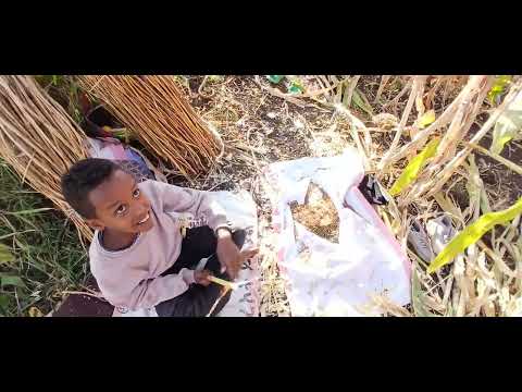 የኔ ውድ ባል ጥቅሽ እየላጠ አበላኝ አለሀምዱሊላህ ሰሊጥ እያራገፍነ ለጨብጦ የሚሆን ሰሊጥ