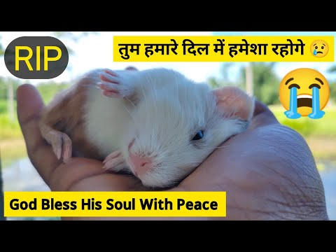 Guinea Pig Goppu Rest in Peace (RIP) | Last Moments Of Guinea Pig