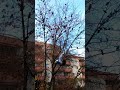 Вечерние посиделки голубей#shorts
