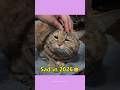 What Happened To These Famous Cats?💔(Then vs Now) #shorts