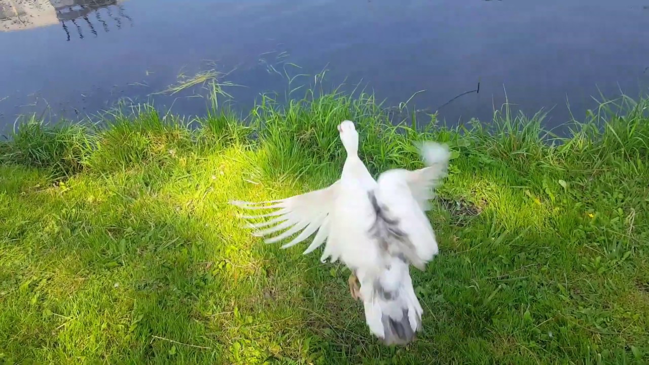 Flying muscovy duck