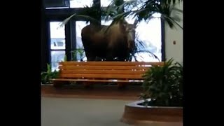 Helminták a jávorszarvas pépében