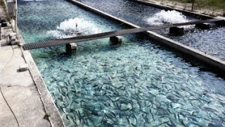 Aquaculture: The Next Generation