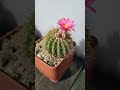 Notocactus herteri