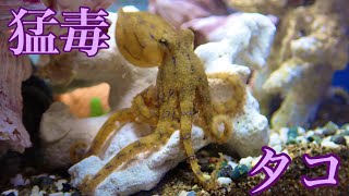 ひぐらしなまずの年収 収入はいくら Youtube ユーチューブ ひぐらしなまずの年収 収入はいくら Youtube ユーチューブ