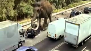 Primeval-Columbian Mammoth