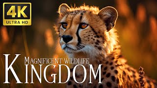 Magnificent Wildlife Kingdom 4K - Amazing World Of Wildlife Animals | Scenic Relaxation Film