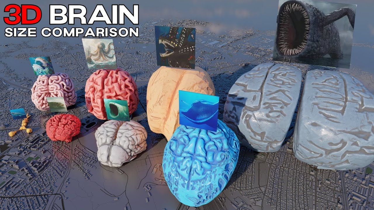 Sea Monster vs Dinosaur vs Animal Brain Size | 3D Size Comparison