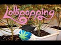 Cannabis LOLLIPOPPING - How To   Thoughts On Effectiveness