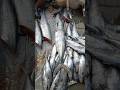 Surmai surmai seafood sagarpatil728