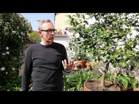 Video: Sind Kumquats gut für dich?