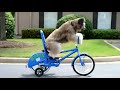 Incredible! A dog is riding a bicycle.