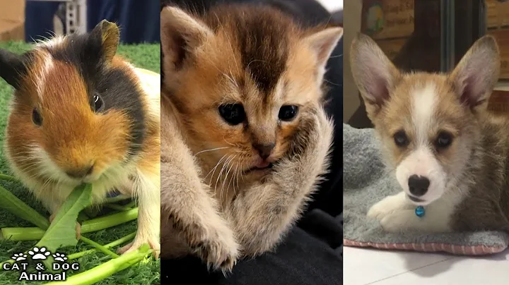 Video 11428691: cat cute dog animals, cute animals compilation, laugh cute cat, cat funny dog cute