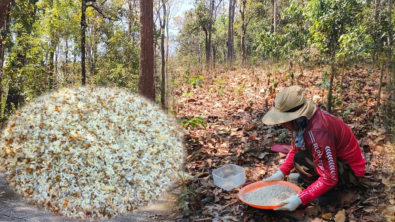แหย่มดแดงวันนี้รวมมิตร ทั้งไข่เต้ง ไข่ฝาก เต็มถาด 3 มี. ค 69