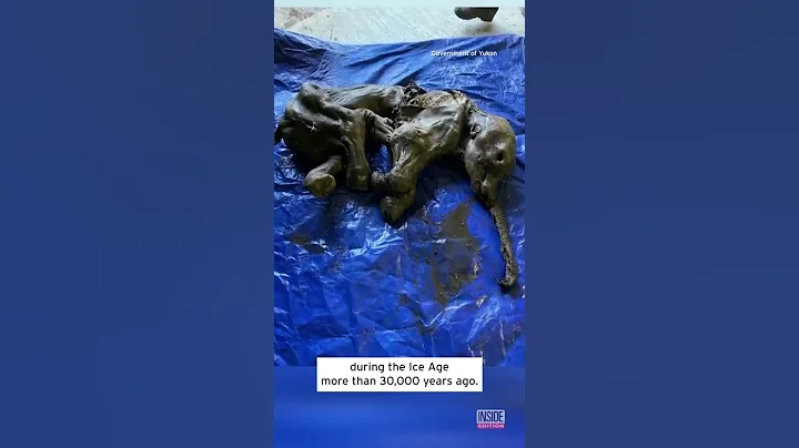 Gold Miner Finds Mummified 30,000-Year-Old Woolly Mammoth Baby #shorts - DayDayNews